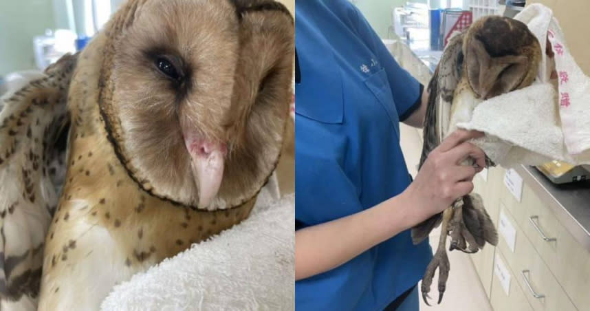 經過野生動物急救站3個月細心照養下，未成年草鴞小蘋果已經完全恢復。（圖／雲林縣農業處提供）