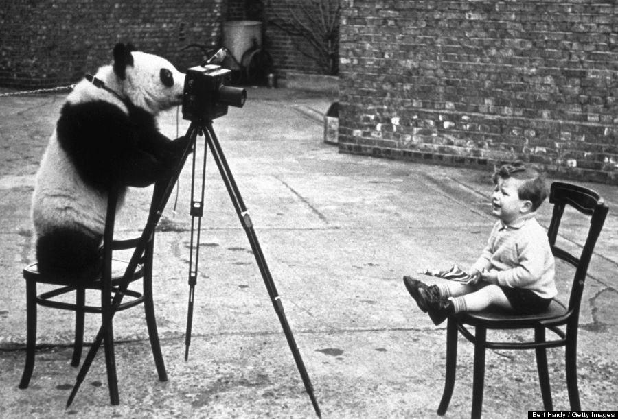 Photographer Bert Hardy's son, Mike Hardy, being photographed by Ming the panda at London Zoo in 1939.