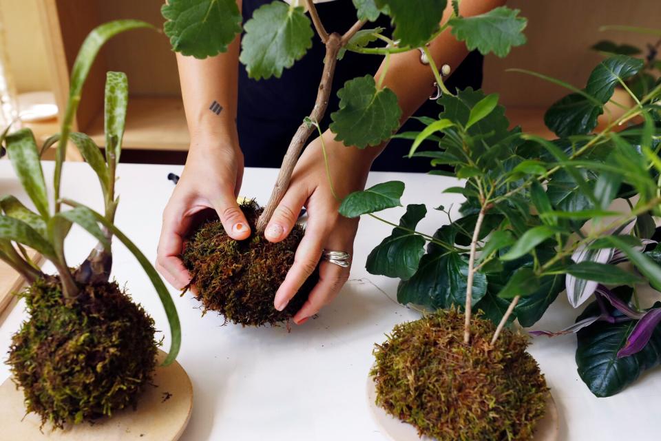 Hands are seen molding a root ball