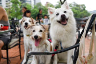 <p>Dogs at Howlloween at the Grand Copthorne Waterfront Hotel.(Photo: Bryan Huang/Yahoo Lifestyle Singapore)</p>