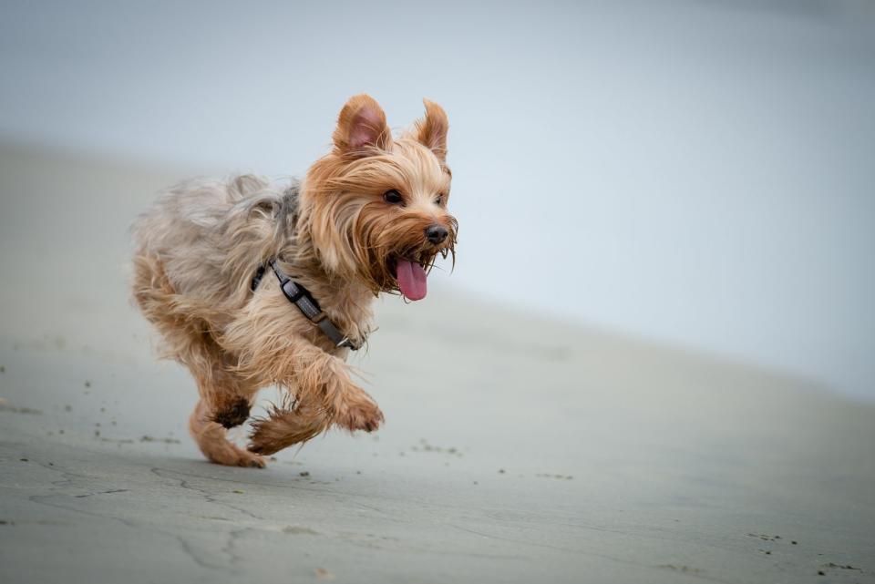 Platz 9: Yorkshire Terrier