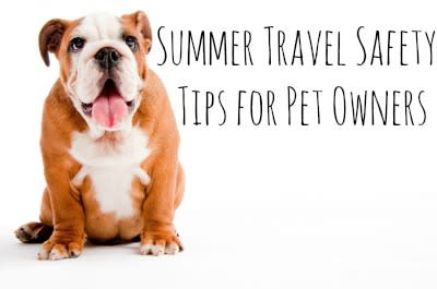 Summer Travel Safety Tips for Pet Owners