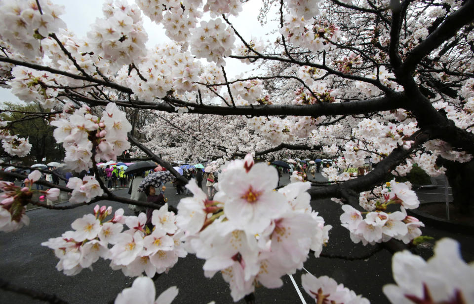 A visitor photographs the cherry blossom which began blooming at Ueno Park in Tokyo, Sunday, March 30, 2014. (AP Photo/Shizuo Kambayashi)