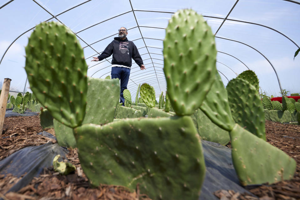 Farm worker union organizer Edgar Franks stops and talks about the cactus crop grown in a greenhouse at the Coopertiva Tierra y Libertad farm Friday, July 7, 2023, in Everson, Wash. Farms and workers must adapt to changing climate conditions. As Earth this week set and then repeatedly broke unofficial records for average global heat, it served as a reminder of a danger that climate change is making steadily worse for farmworkers and others who labor outside.(AP Photo/John Froschauer)