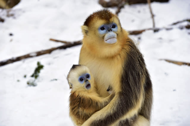 Mandatory Credit: Photo by Xinhua/REX/Shutterstock (5540469h) Golden monkeys at Dalongtan Golden monkeys Research Center in Shennongjia, central China's Hubei Province Dalongtan Golden monkeys Research Center, Shennongjia, China - 13 Jan 2016 The Shennongjia Nature Reserve is home to the rare Golden monkeys, which is on the verge of extinction and was first spotted in Shennongjia in the 1960s. The amount of Golden monkeys in Shennongjia right now has doubled since the 1980s because of better environmental protection 