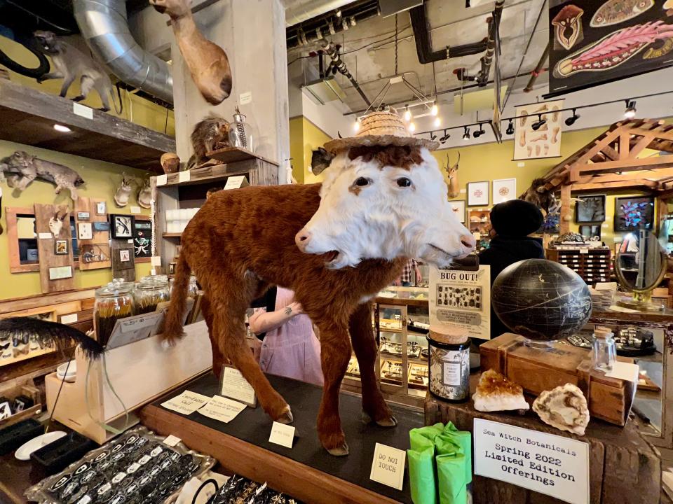 taxidermy two-faced calf