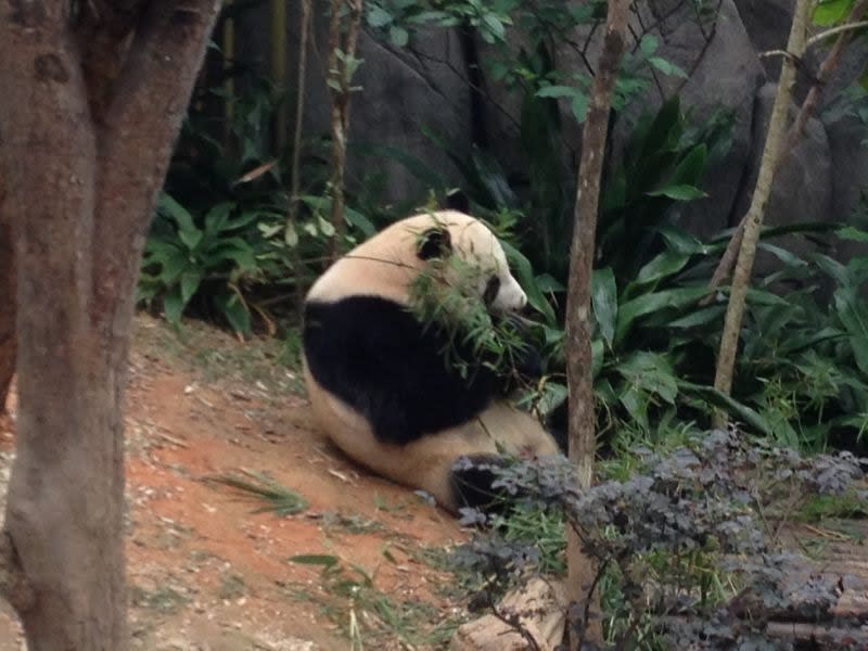 Here we see main attraction Kai Kai stuffing his face. Along with female panda Jia Jia, he arrived in September last year on a ten-year loan from China.