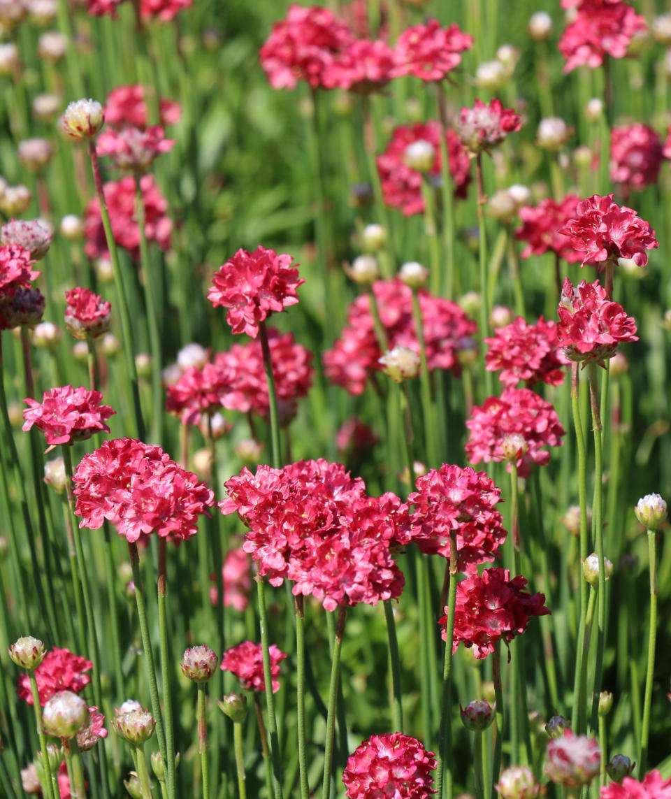 Pro Pick: Armeria