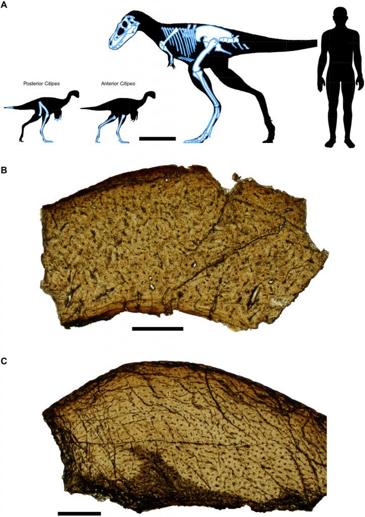 這是一幅關於年輕美足龍化石的研究插圖。圖(A)展示了掠食者與獵物之間的相對體型大小，以及在一個特定標本中保存下來的骨骼部分。圖(B)和(C)是微觀層面的照片，展示了年輕美足龍的骨頭結構，這些結構特徵表明這些恐龍不到一歲大。（圖／《科學進展》）