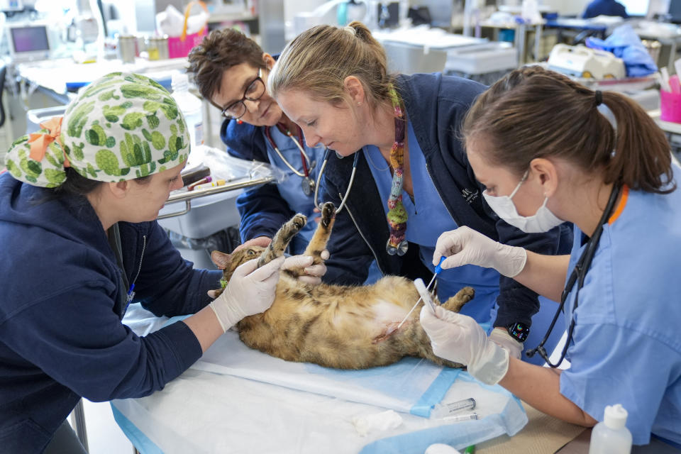 Members of the surgical team take a culture swab off a wound on Lynx, a domestic short haired cat, in the surgery prep room at the Schwarzman Animal Medical Center, Friday, March 8, 2024, in New York. (AP Photo/Mary Altaffer)