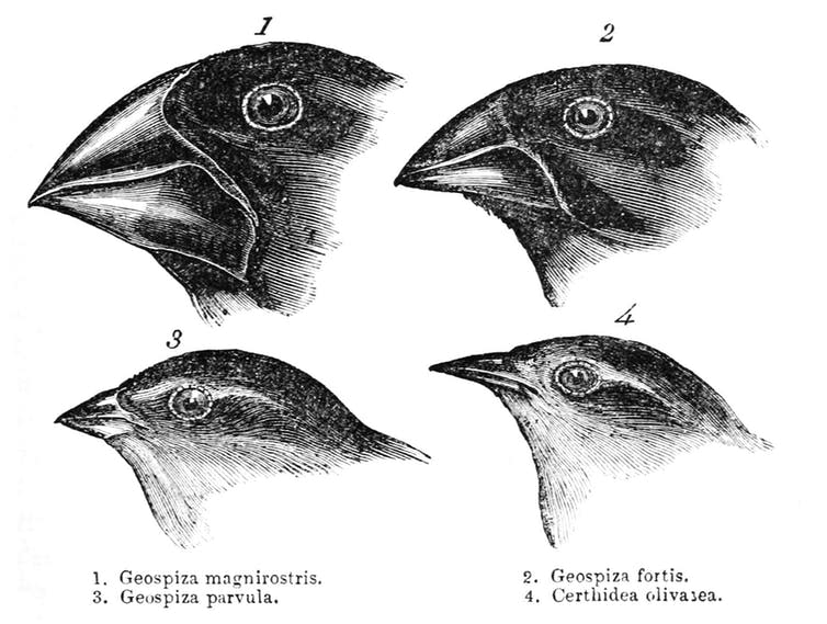 <span class="caption">‘Darwin’s finches’ are the icon many associate with evolution, but Darwin originally misidentified them as grosbeaks.</span> <span class="attribution"><a class="link " href="http://darwin-online.org.uk/converted/published/1845_Beagle_F14/1845_Beagle_F14_fig07.jpg%5D;%20also%20online%20through%20Biodiversity%20Heritage%20Library%20at%20https://www.biodiversitylibrary.org/page/2010582.,%20Public%20Domain,%20https://commons.wikimedia.org/w/index.php?curid=3918303" rel="nofollow noopener" target="_blank" data-ylk="slk:John Gould - 'Voyage on the Beagle'.;elm:context_link;itc:0;sec:content-canvas">John Gould - 'Voyage on the Beagle'.</a></span>