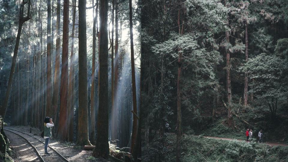 ▲嘉義阿里山特富野古道
  （圖／jiunming_wu, Instagram)