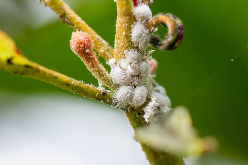Group of white mealybugs on a plant stem.