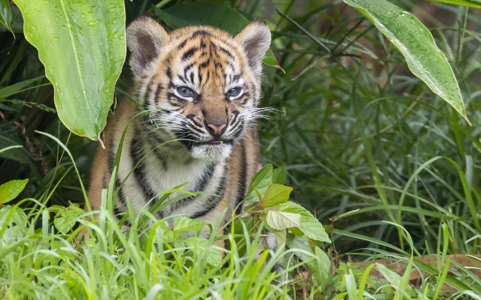 The cubs were born on January 17 