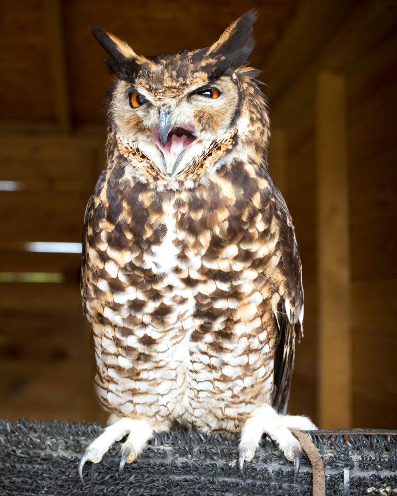 Bailey, a four-year-old African eagle owl at the Hawking Centre.