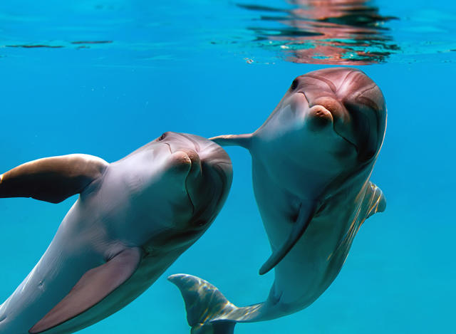 Dolphins Have Different Whistles Based on Their Environment, Smart News