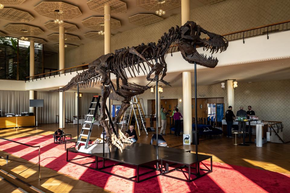 In this photograph taken on March 28, 2023, in Zurich, 'Trinity' a Tyrannosaurus-Rex skeleton dating back 67-million years which will be auctioned in Switzerland on April 18, 2023, marking the first such sale in Europe. - Towering 3.9 metres (12.8 feet) in the air, the skeleton dubbed Trinity skeleton is made up of bone material from three T-Rex specimens, has been valued at between six to eight million Swiss francs ($6.5-8.7 million), according to the auction catalogue. (Photo by ARND WIEGMANN / AFP) (Photo by ARND WIEGMANN/AFP via Getty Images)