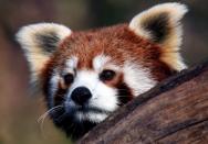FILE PHOTO: Bamboo, one of a pair of five-month-old red panda twins, watches from a tree in Zagreb Zoo