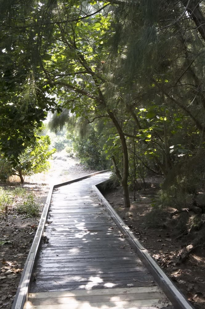 以木棧道連接的濱海植物步道，有樹蔭遮避，散步起來不會太熱。