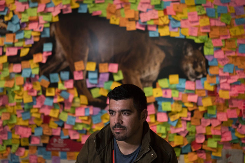 Biologist Miguel Ordeñana sits for a photo after an interview with The Associated Press at the Natural History Museum of Los Angeles County in Los Angeles, Friday, Jan. 20, 2023. A year before P-22's death, Ordeñana — the wildlife biologist whose camera first spotted the cougar and now a senior manager of community science at the Natural History Museum — had applied for a permit from the state for the museum to receive the mountain lion's remains when he died so the carcass was not discarded, as is typical. (AP Photo/Jae C. Hong)