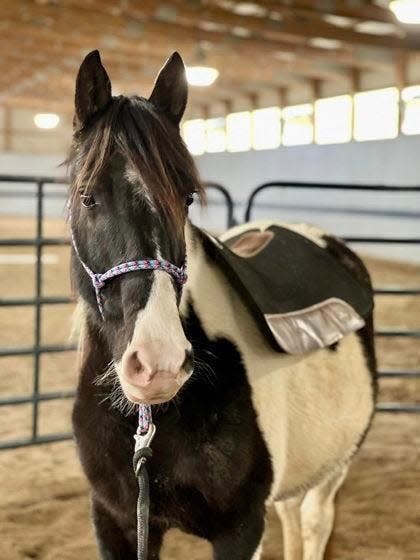 Consider adopting these horses with the Kentucky Humane Society.