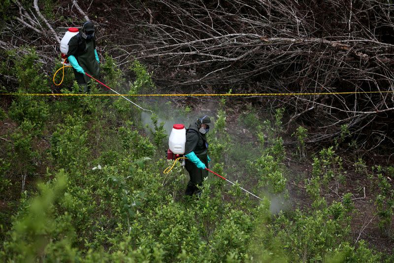 FILE PHOTO: Colombian anti-narcotics police spray herbicide on a coca plantation in Tumaco