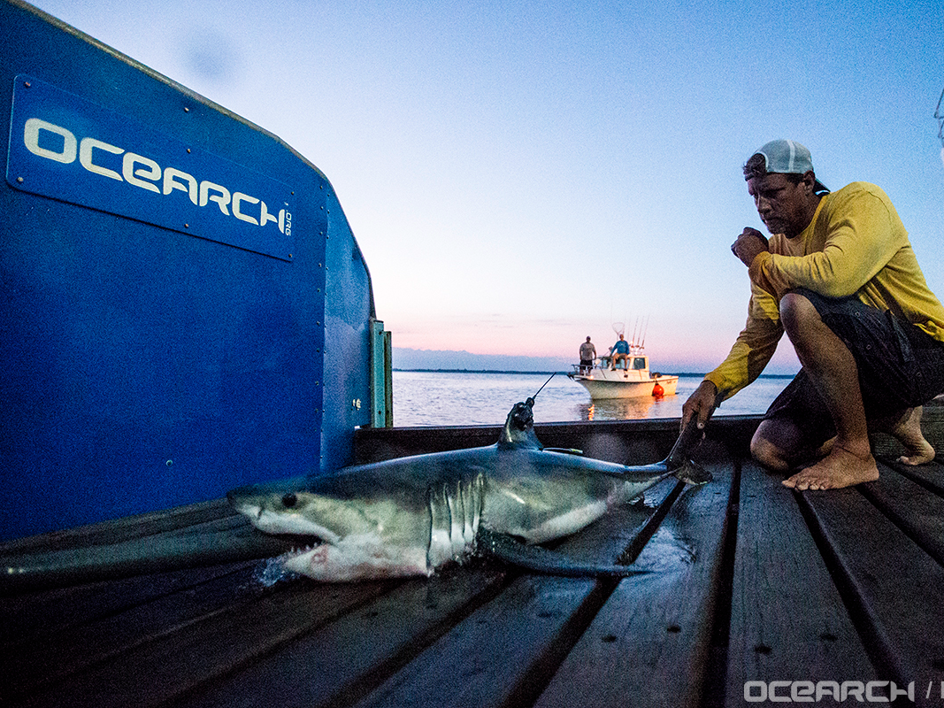 Female_White_Shark_Montauk 76eb7092b77fb79bafe4cb789303eeff