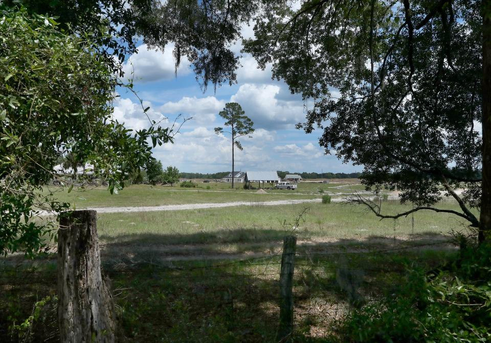 The development of Flint Rock can be seen from the dense woods on the Lee property off Parker Road, west of Gainesville, in April 27. The Lee family's 4,000 acres are at the heart of a debate over development and conservation in Alachua County.
