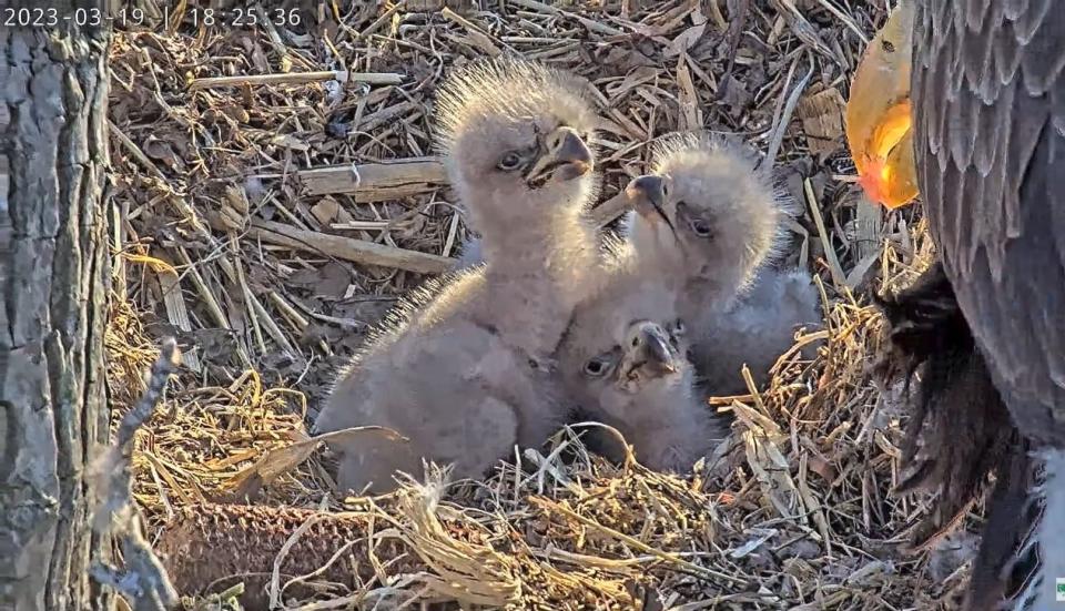 Pat is pictured with his older and younger siblings, Pi and Flora, on March 19, 2023 shortly after the youngest eaglet hatched.