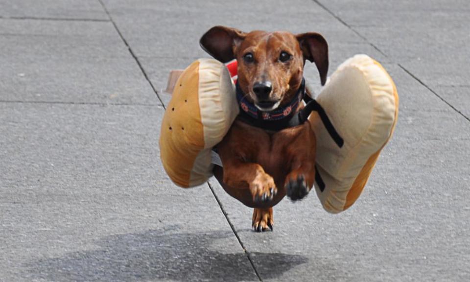 A Dachshund dog, dressed as a hotdog.