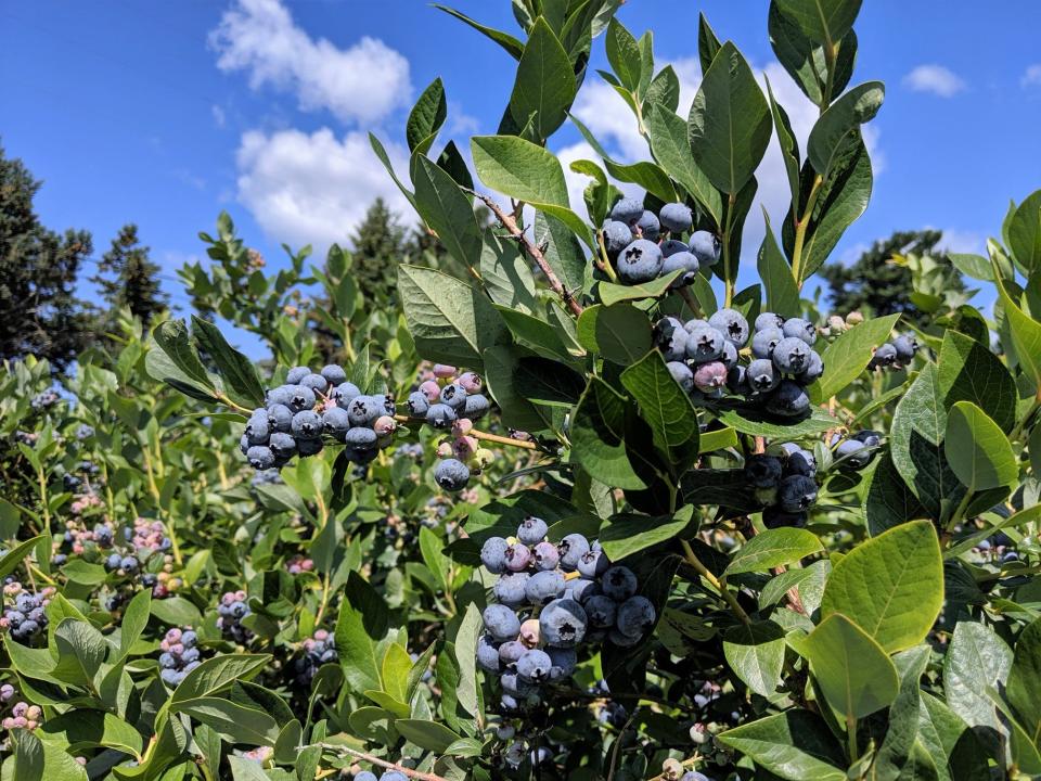 Blueberries grow at Bowerman Blueberries on James Street in Holland Township.