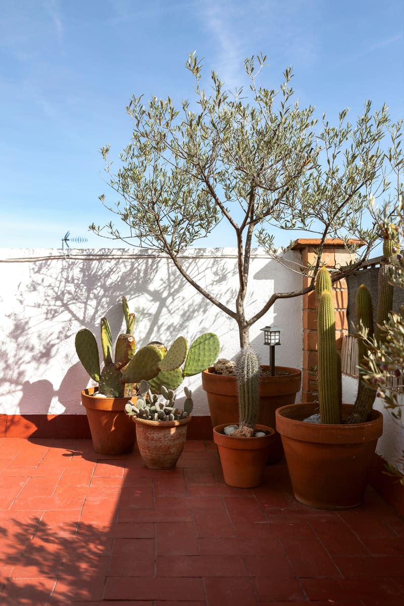 Potted Mediterranean plants on terra cotta balcony.