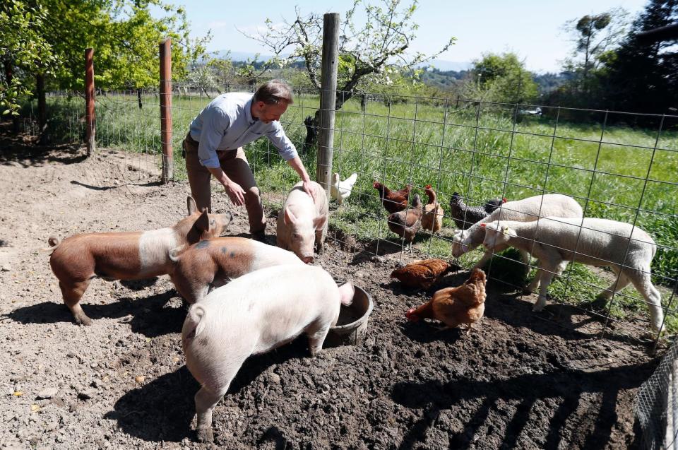 doomsday prepper raises chickens pigs and sheep