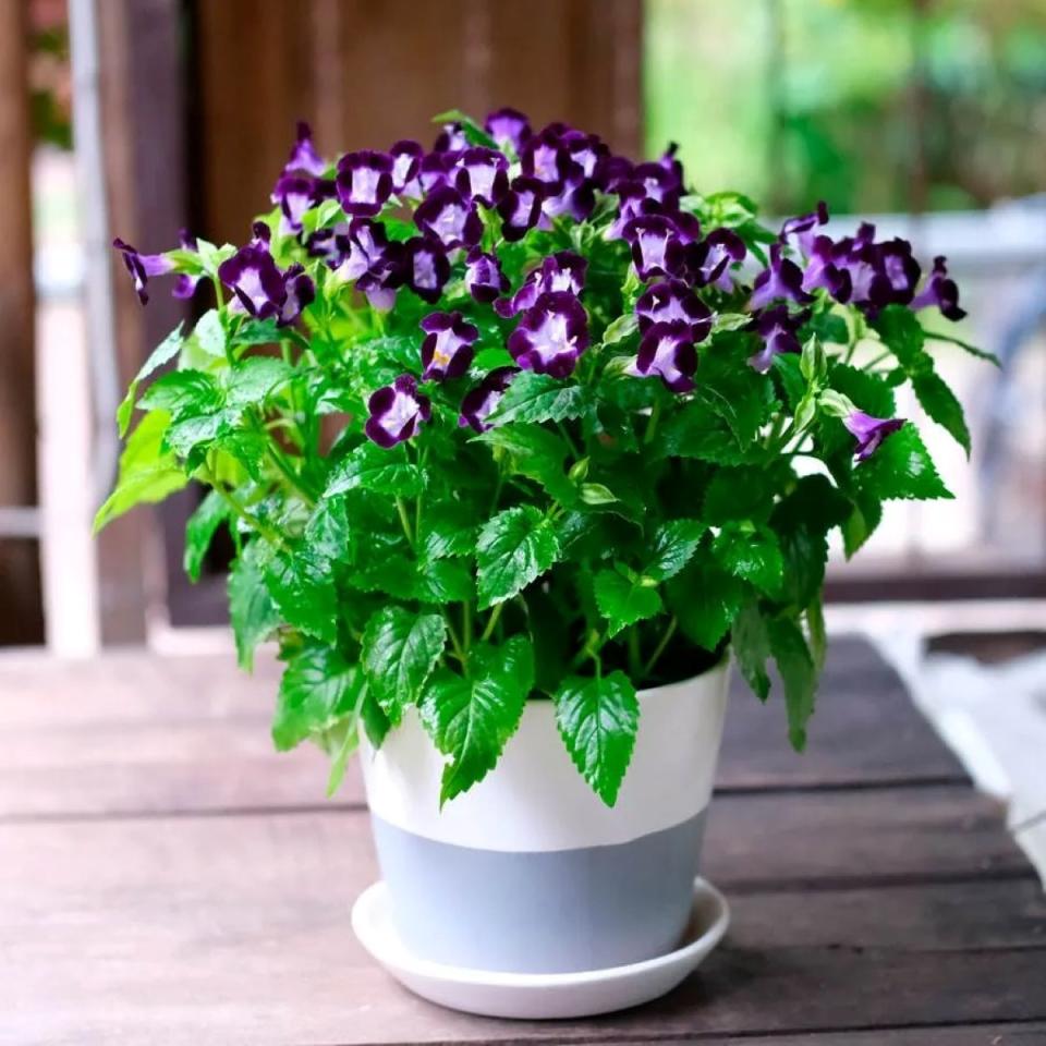 Purple and white wishbone flower plant in pot