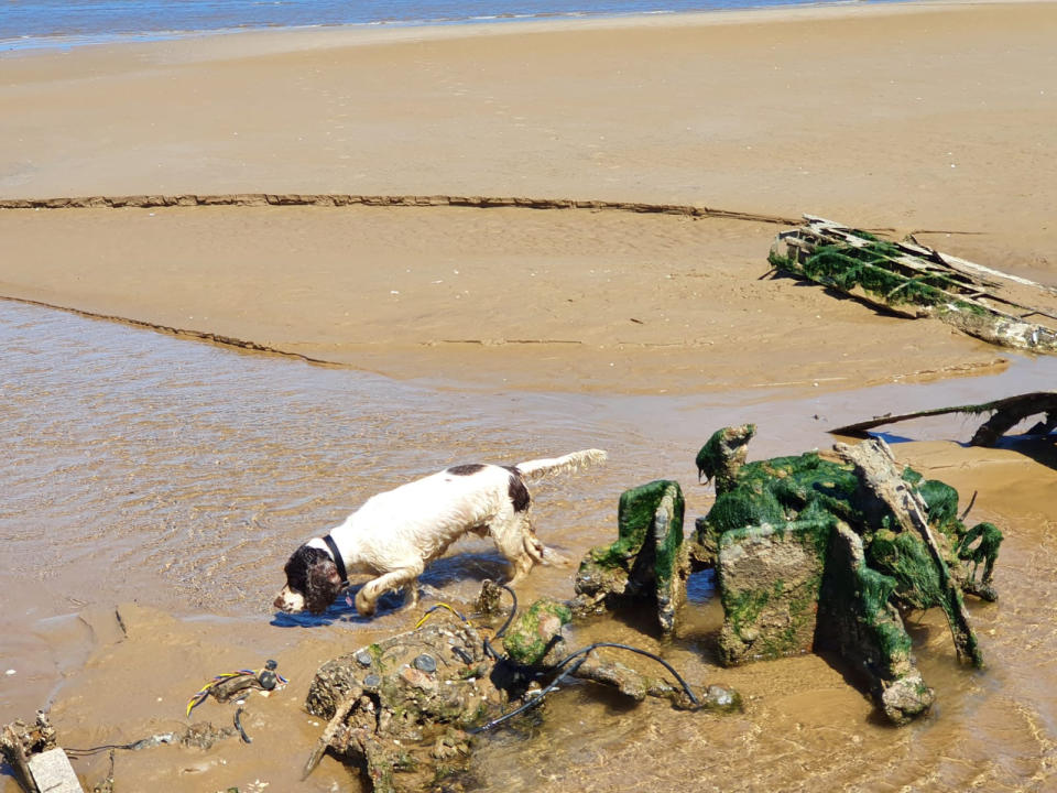 The wreckage of the WWII RAF Bristol Beaufighter which has been discovered on a Cleethorpes beach in in North East Lincolnshire. See SWNS story SWLEplane. A pair of dog walkers stumbled across the wreckage of a rare WWII RAF fighter plane hidden on a beach where it had been buried under the sand for 76 YEARS. Debi Hartley, 51, was on a casual walk with her partner Graham Holden, 54, and their dog Bonnie when they made the one in a million discovery.  The carcass of the airplane revealed itself on an undisclosed patch on Cleethorpes beach, with its wings protruding through the shifting sands. The RAF confirmed that the wreckage is one of their Bristol Beaufighter, believed to be aircraft serial number JM333 of 254 Squadron RAF.