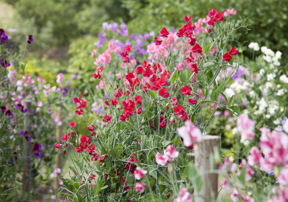 Pois de senteur, une floraison parfumée aux couleurs tendres