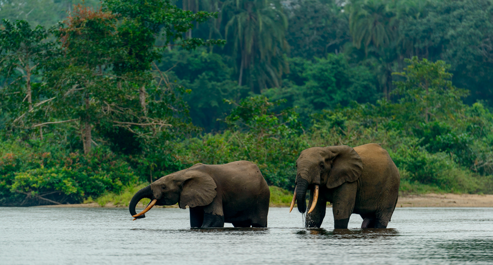 Forest elephants are listed as critically endangered. Source: Getty