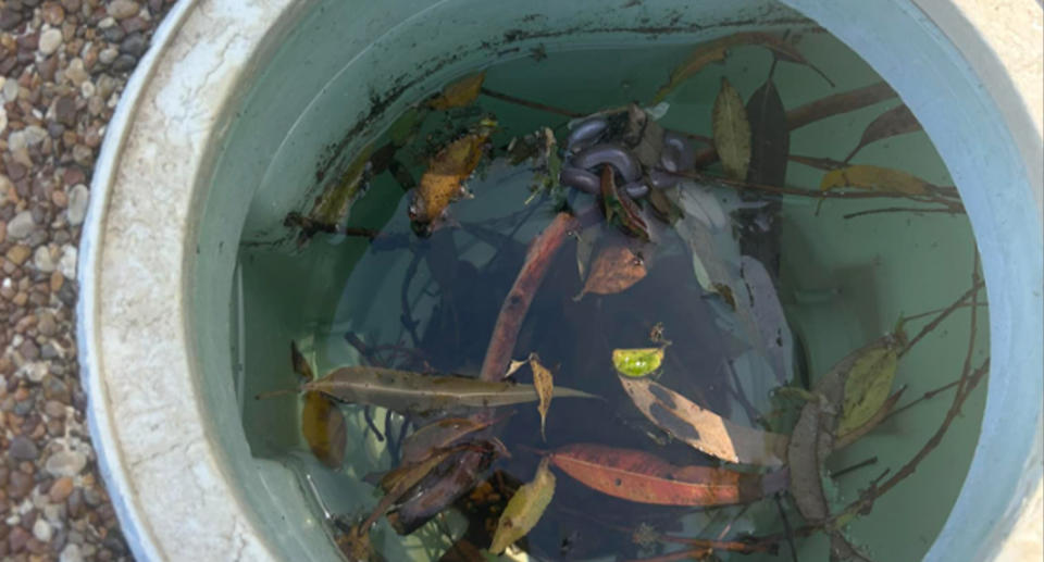 The blind snake in the pool filter. 