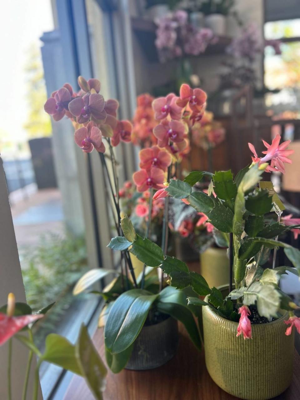 Open Air Flowers has moved to a new location in downtown San Luis Obispo, at 1003 Osos St. The shop sells potted plants, greenery, flowers by the stem and pre-made bouquets and arrangements.