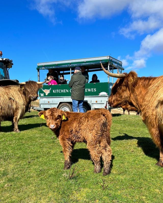 Highland Cows at Jacksons at jedburgh — Jacksons at Jedburgh