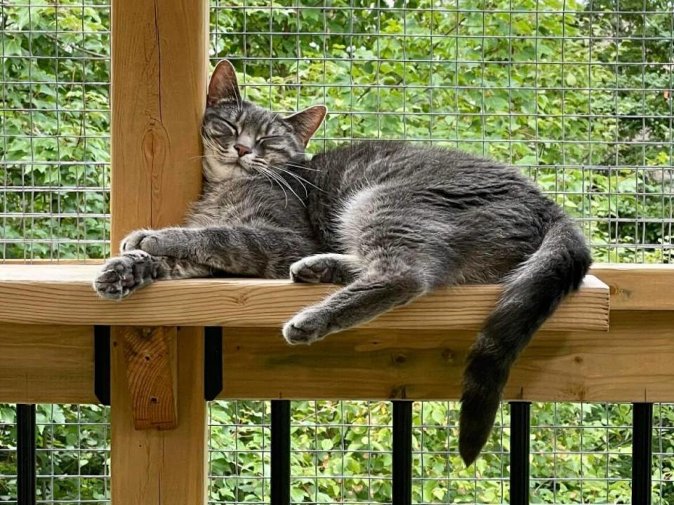 Contented cat enjoys the fresh air in The Cat's Meow catio in Fall River. (Pat Lee - image credit)