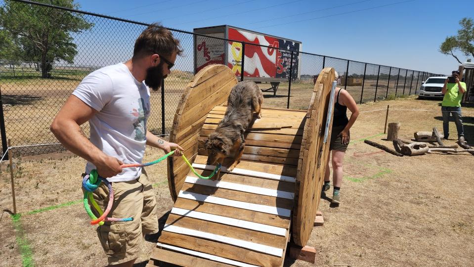 Owner and dog tackle a pet obstacle course at the 2022 Muttfest at Starlight Ranch in this file photo.