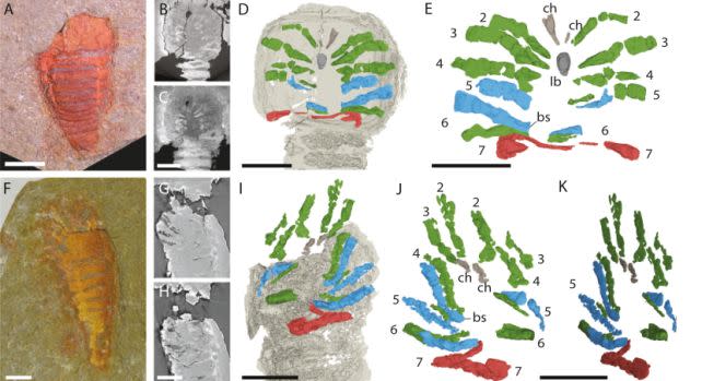 Diagram cataloging the appendages on <em>Setapedites abundantis</em>. (Lusti et al., <a href="https://www.nature.com/articles/s41467-024-48013-w" rel="nofollow noopener" target="_blank" data-ylk="slk:Nat. Commun;elm:context_link;itc:0;sec:content-canvas" class="link "><em>Nat. Commun</em></a>., 2024)