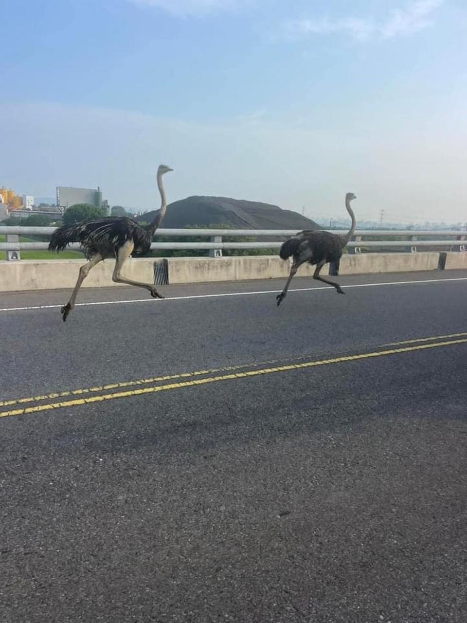 有2隻鴕鳥日前在烏日逛大街，且奔跑速度驚人，嚇傻附近民眾。（翻攝自「烏日在地情」臉書社團）