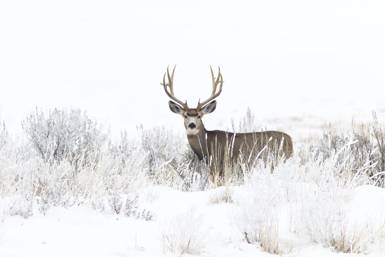 Mule Deer