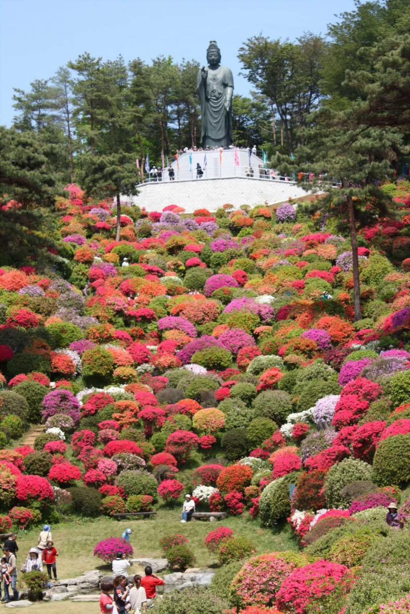 鹽船觀音寺杜鵑花盛開季節，佈滿園區360度的小山丘，美不勝收。（圖／© SHOFUNE KANNON Temple）