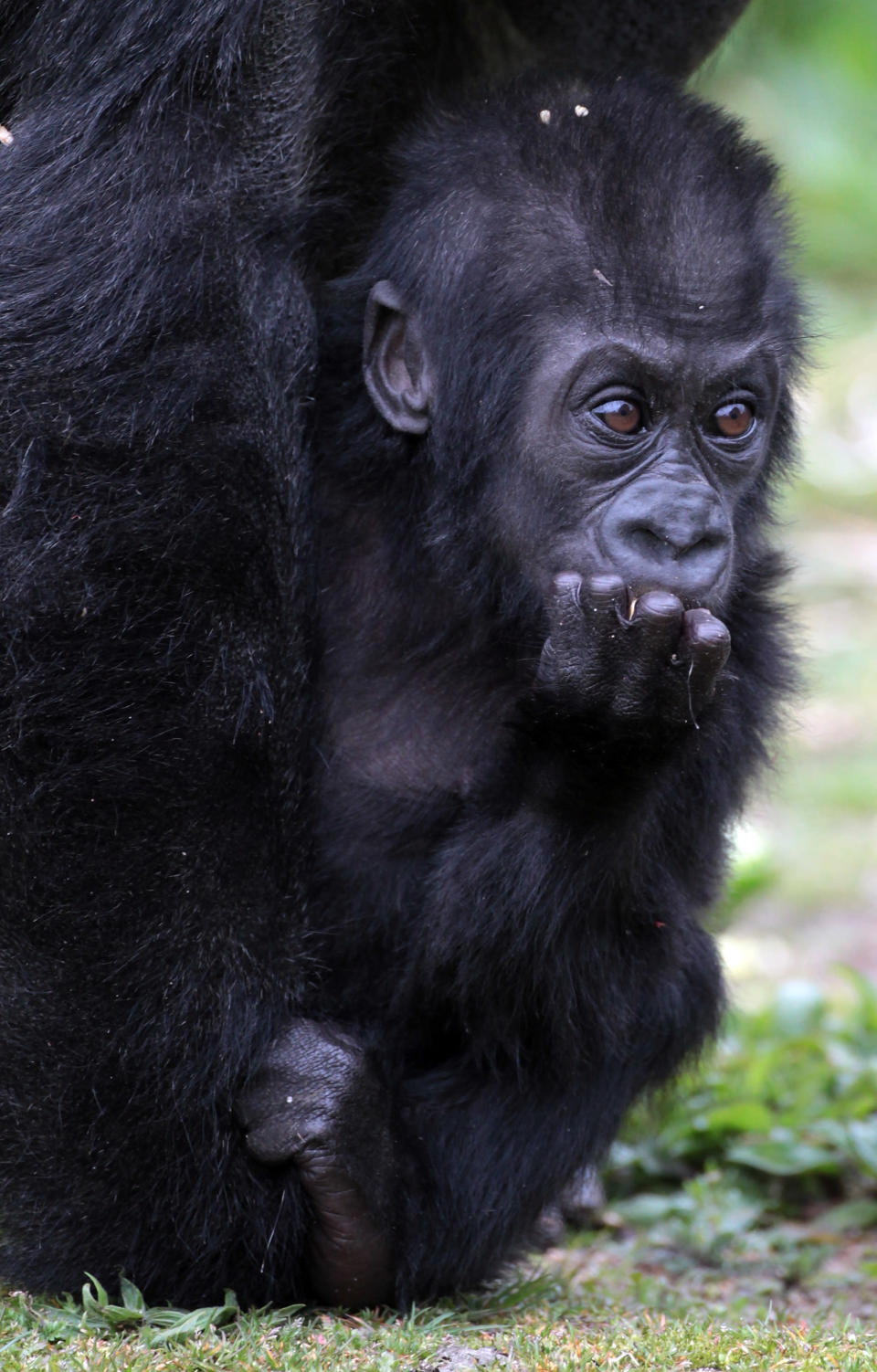 Baby gorilla