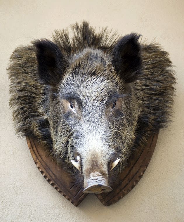 Making off with a boar's head isn't as easy as it sounds. Photo: Thinkstock