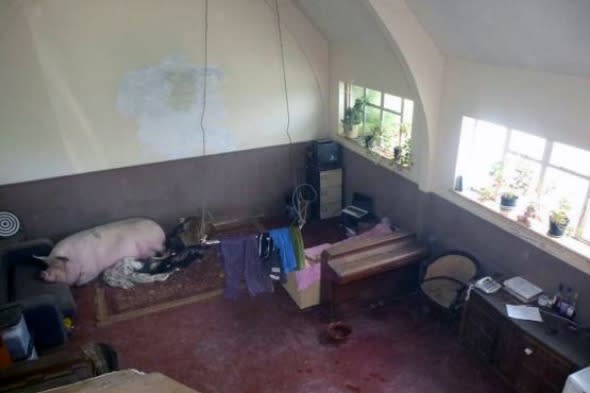 Ipswich house with pig in estate agent photos