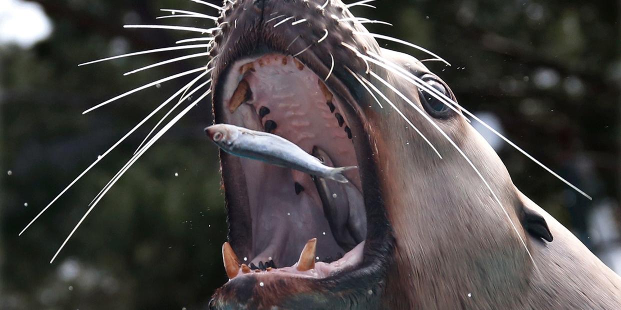 sea lion catches fish